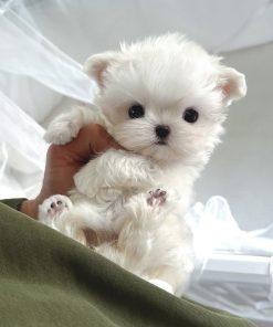 Alternative view of Bimbo Maltese puppy