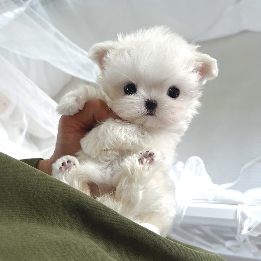 Bimbo Maltese puppy - Image 2