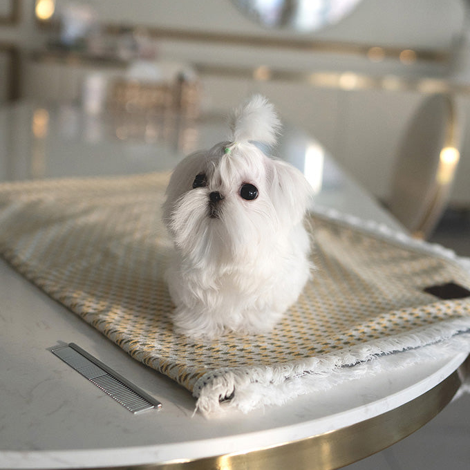 LOLA - Image 3