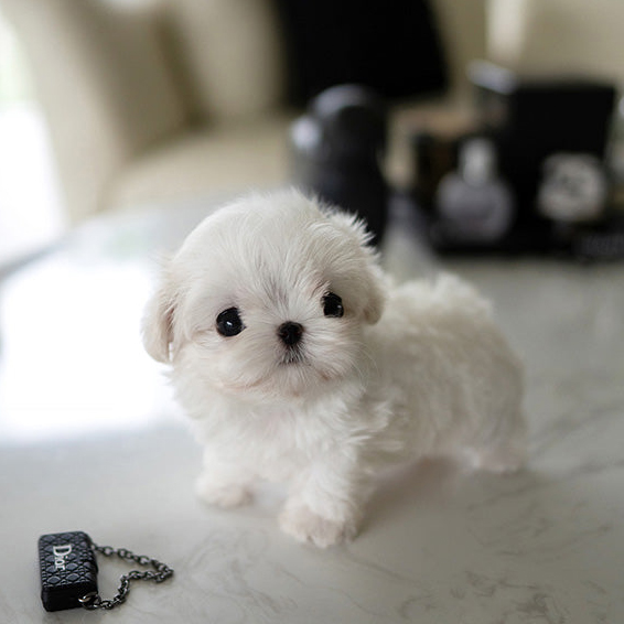 Bella Maltese puppy - Image 2