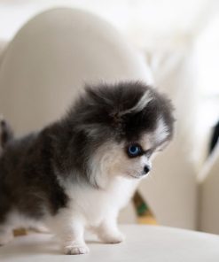 Alternative view of Poppy Pomsky puppy