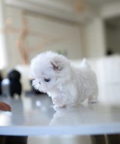 Alternative view of Milo Maltese puppy