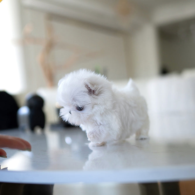 Milo Maltese puppy - Image 2