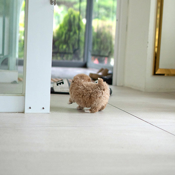 Zues Maltipoo puppy - Image 4