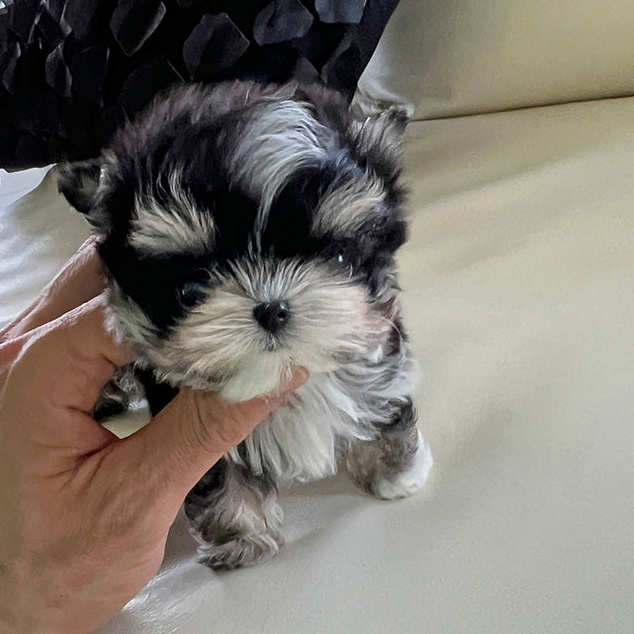 Toby Morkie puppy - Image 4
