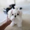 Ace Maltese puppy