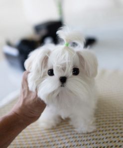 Ace Maltese puppy