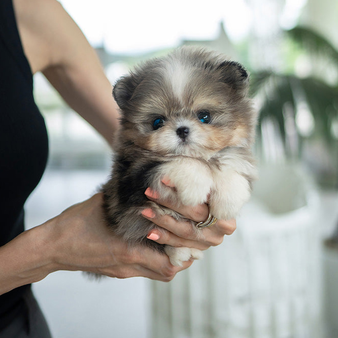 Finn Maltese puppy - Image 3