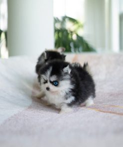 Alternative view of Ziggy Pomsky puppy