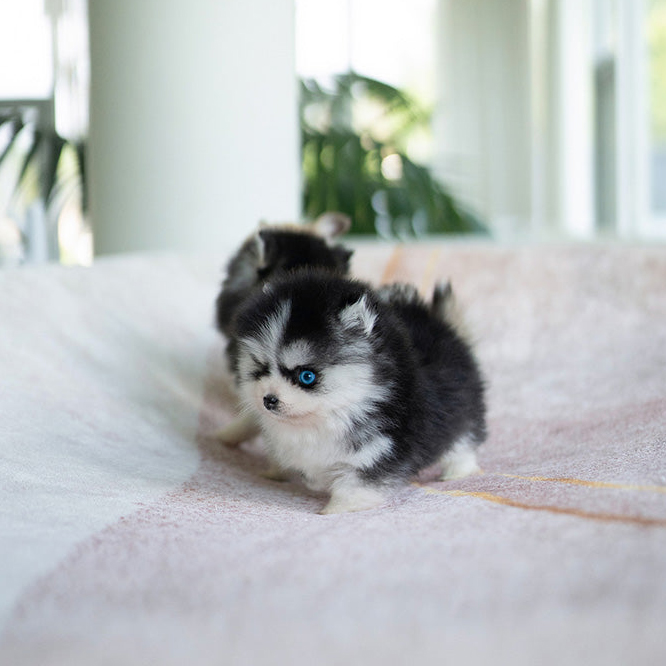 Ziggy Pomsky puppy - Image 2