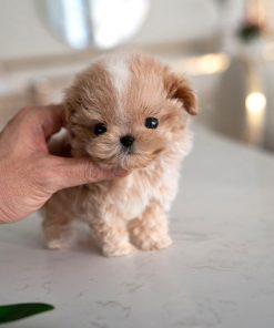 Ruby Maltipoo puppy