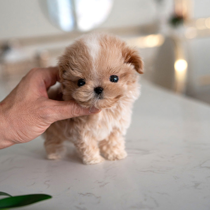Ruby Maltipoo puppy