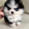 Blaze Pomsky puppy