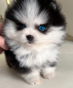 Blaze Pomsky puppy