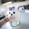 Luna Maltese puppy