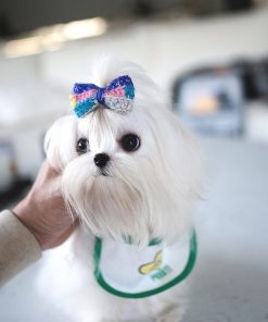 Luna Maltese puppy
