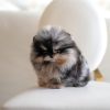 Meet Cherry, a beautiful Pomeranian puppy
