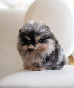 Meet Cherry, a beautiful Pomeranian puppy
