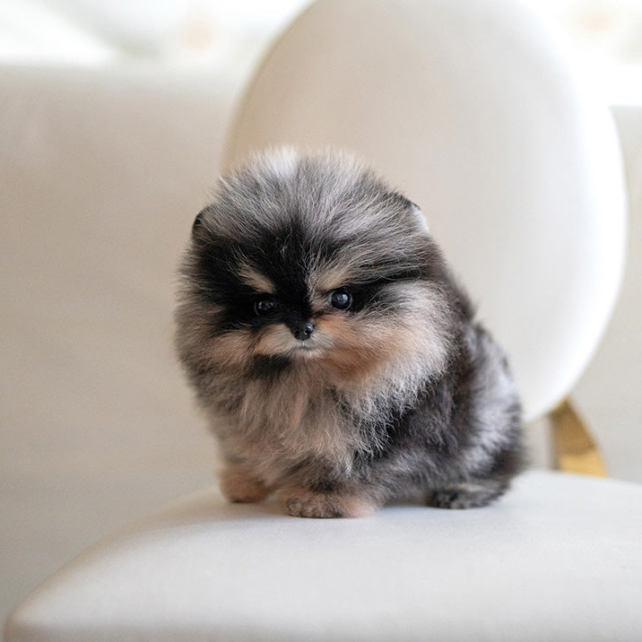 Meet Cherry, a beautiful Pomeranian puppy