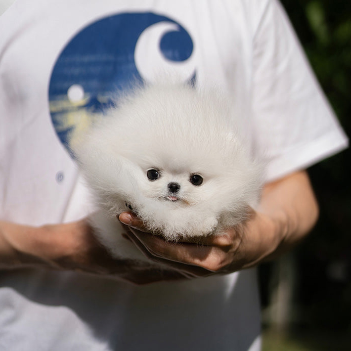 Layla pomeranian puppy - Image 4