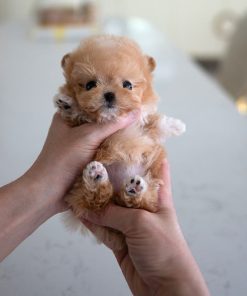 Alternative view of Rex Maltipoo puppy