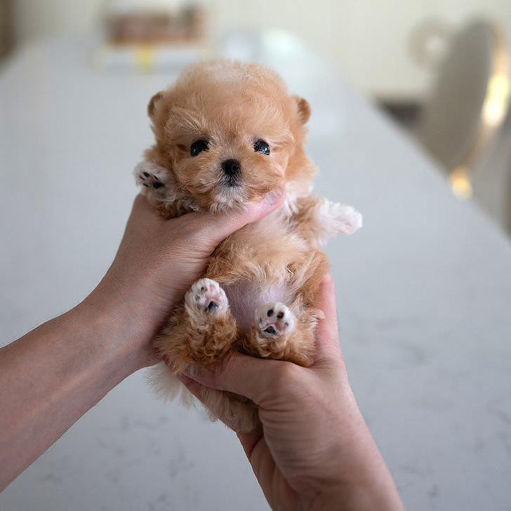 Rex Maltipoo puppy - Image 2