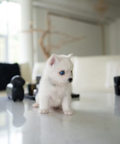 Alternative view of Nixie Pomsky puppy