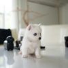Nixie Pomsky Puppy