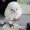 Harley Pomeranian puppy