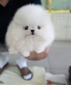 Harley Pomeranian puppy