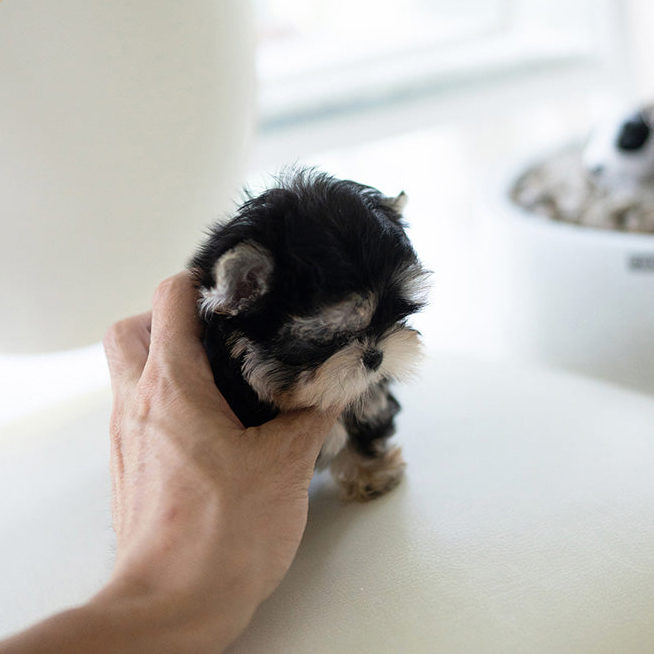 SAMMY MORKIE PUPPY - Image 4
