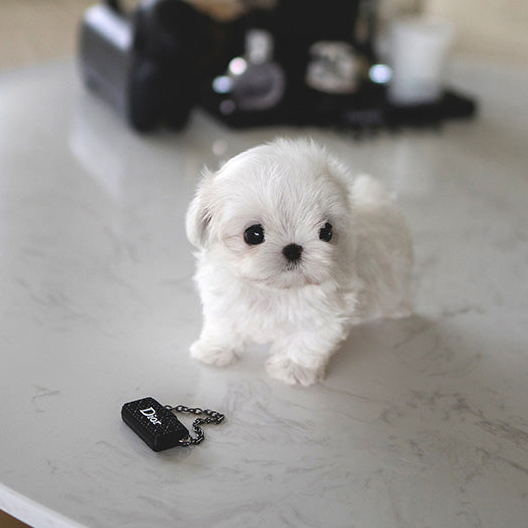 Bella Maltese puppy - Image 3