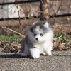 Willow Pomsky puppy