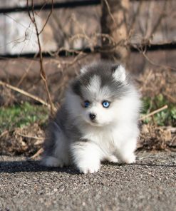Willow Pomsky puppy