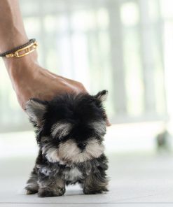 Dexter morkie puppy