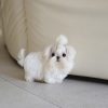 Lola Maltese puppy