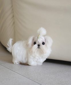 Lola Maltese puppy