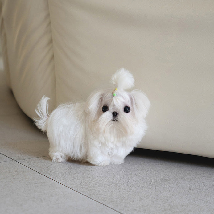 Lola Maltese puppy