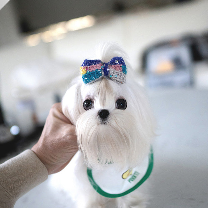 Luna Maltese puppy - Image 5