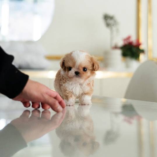 Ruby Maltipoo puppy - Image 2