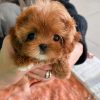 Ruby Maltipoo puppy