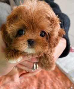 Ruby Maltipoo puppy