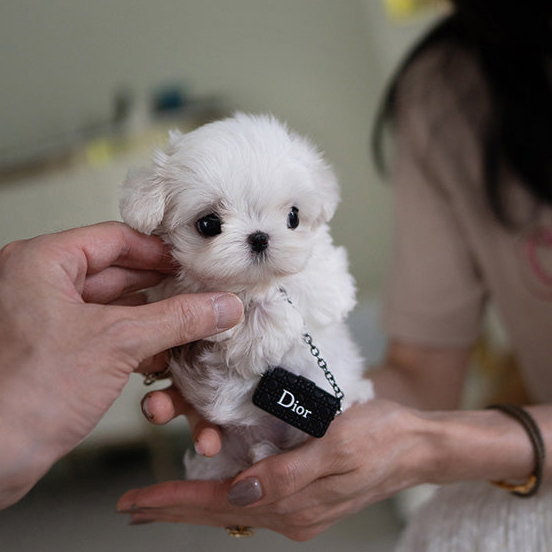 Bella Maltese puppy - Image 4