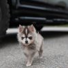 Discover the Rusty Pomsky puppy