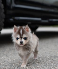 Discover the Rusty Pomsky puppy