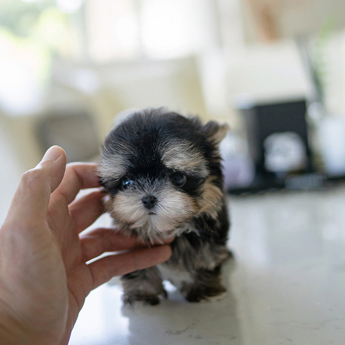 Tim Morkie puppy - Image 3