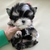 Toby Morkie puppy