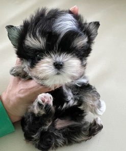 Toby Morkie puppy