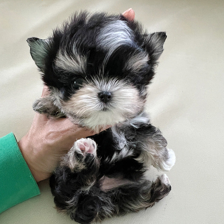 Toby Morkie puppy