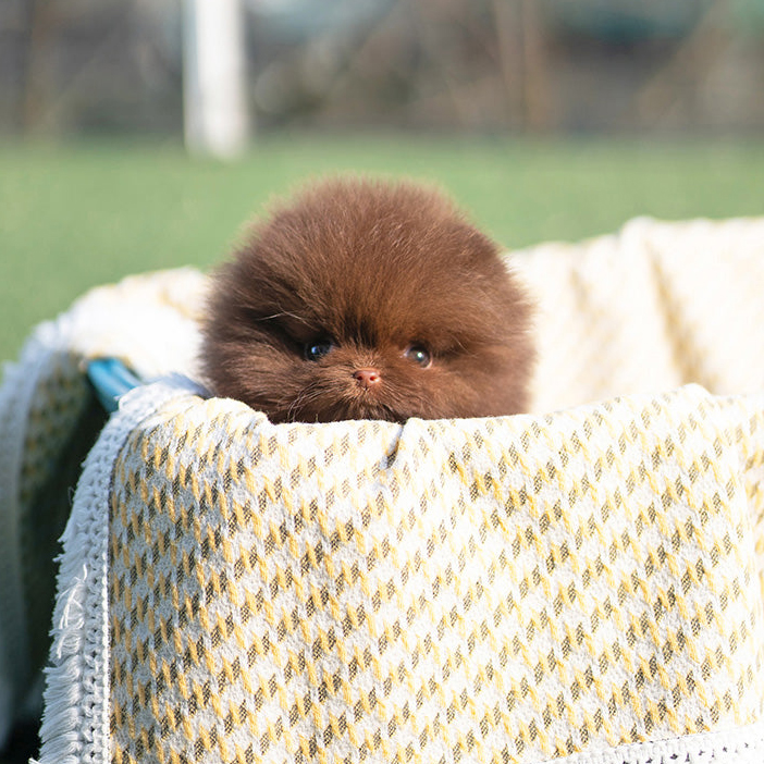 Ginger Pomeranian puppy - Image 4
